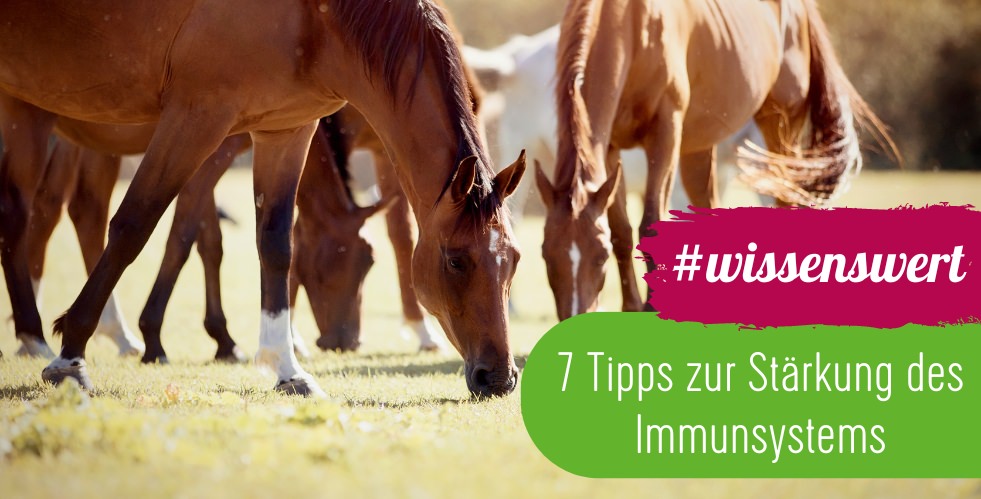 7 Tipps zur Stärkung des Immunsystems
